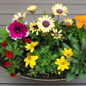 Summer Cheerful Trough 38cm - Squire's Exclusive